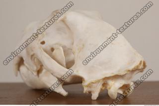 Photo References of Skull